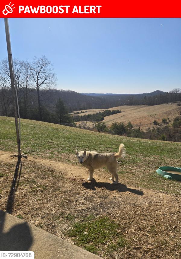 Lost Female Dog last seen She was home and got loose had her runner attached to her still, Calhoun County, WV 26151