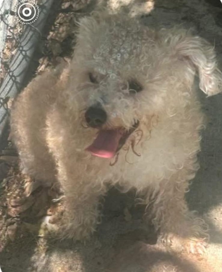 Shelter Stray Male Dog last seen , Warren, MI 48089
