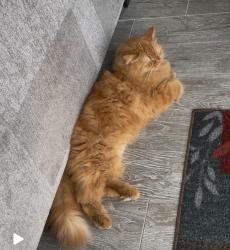 Reunited Male Cat last seen Revere road, yardley Hunt development, in Yardley, PA, Yardley, PA 19067