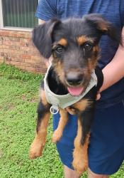 Reunited Female Dog last seen In the neighborhood, Killeen, TX 76542