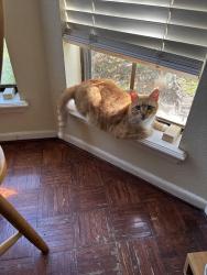 Lost Male Cat last seen Brockhampton St. and Picadilly Lane, Corpus Christi, TX 78414