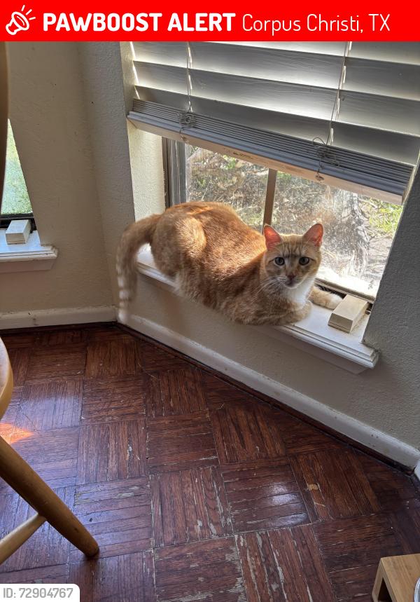 Lost Male Cat last seen Brockhampton St. and Picadilly Lane, Corpus Christi, TX 78414