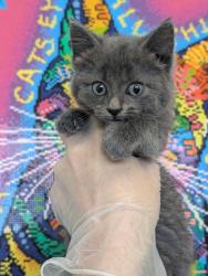 Shelter Stray Female Cat last seen Bexar County, New Braunfels, TX 78130
