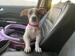 Found/Stray Female Dog last seen Southern & Mill, near train tracks , Tempe, AZ 85282