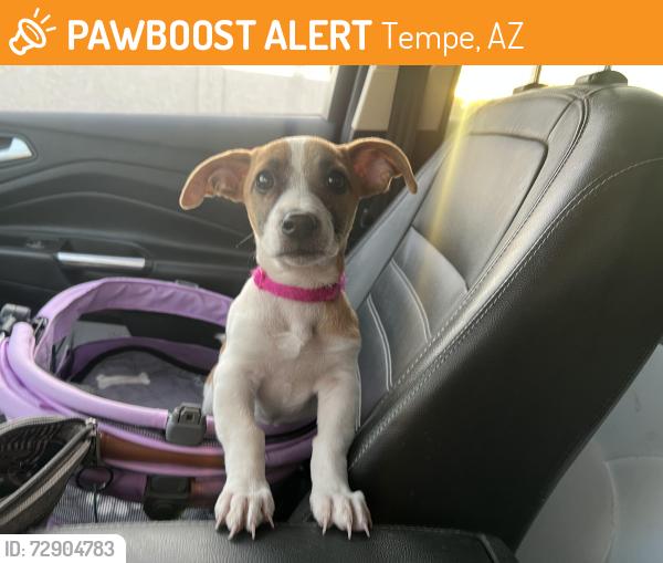 Found/Stray Female Dog last seen Southern & Mill, near train tracks , Tempe, AZ 85282