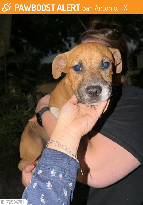 Found/Stray Male Dog last seen Near McCreless, on Cravens Ave, San Antonio, TX 78223
