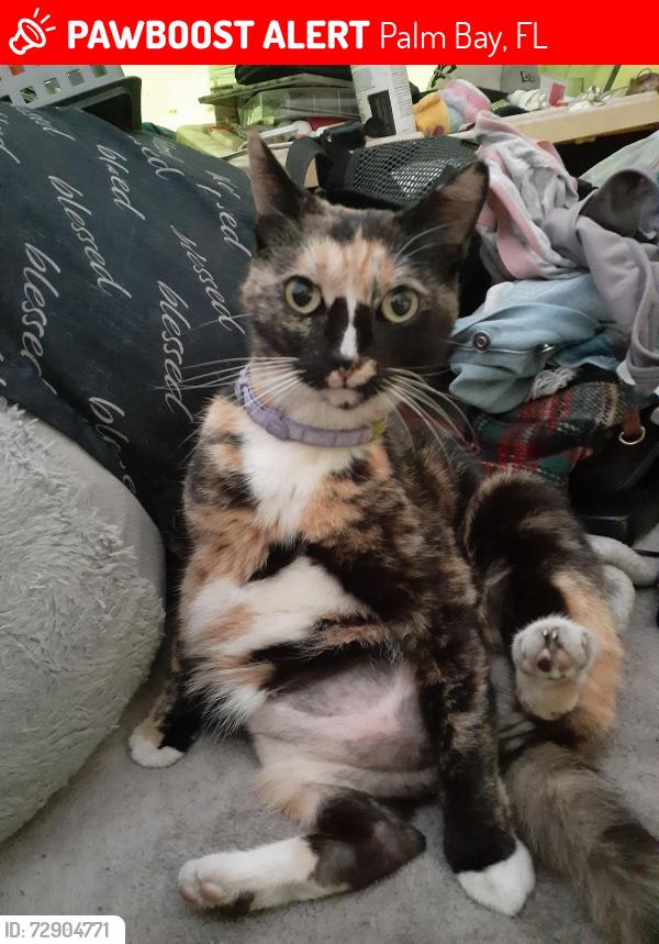 Lost Female Cat last seen Behind Ford dealers ship, Palm Bay, FL 32909