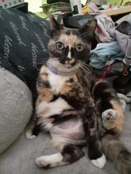 Lost Female Cat last seen Behind Ford dealers ship, Palm Bay, FL 32909