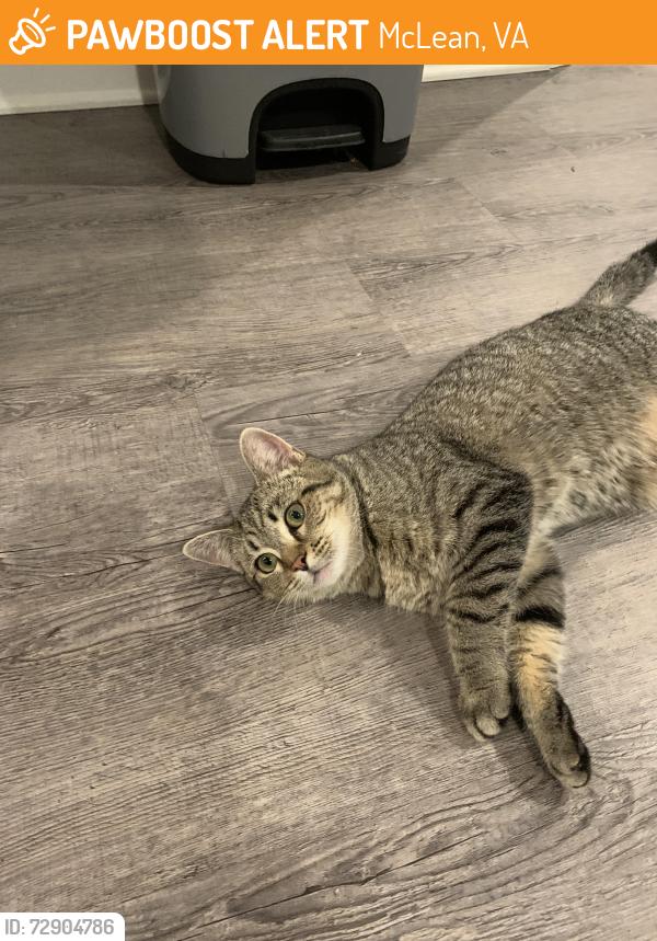 Found/Stray Female Cat last seen Idylwood Rd and Great Falls St, Mclean VA, McLean, VA 22101