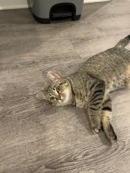 Found/Stray Female Cat last seen Idylwood Rd and Great Falls St, Mclean VA, McLean, VA 22101