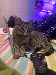 Reunited Female Cat last seen Lakeshore apmts , Ypsilanti, MI 48198