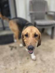 Found/Stray Female Dog last seen Stonleigh, Austin, TX 78744