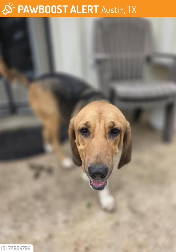 Found/Stray Female Dog last seen Stonleigh, Austin, TX 78744