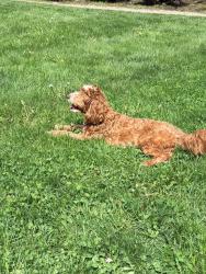 Reunited Female Dog last seen Enclave Boxborough , Boxborough, MA 01719