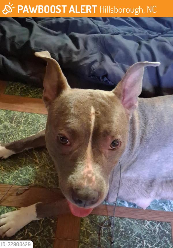 Found/Stray Female Dog last seen Cedar Ridge Highschool, Hillsborough, NC 27278