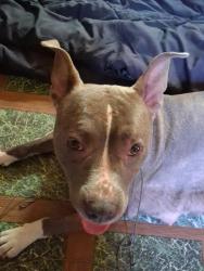 Found/Stray Female Dog last seen Cedar Ridge Highschool, Hillsborough, NC 27278