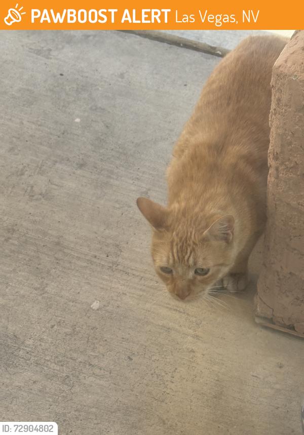 Found/Stray Unknown Cat last seen Buffalo and Ann, Las Vegas, NV 89149