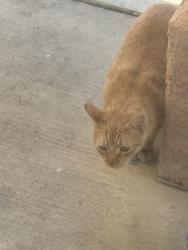 Found/Stray Unknown Cat last seen Buffalo and Ann, Las Vegas, NV 89149