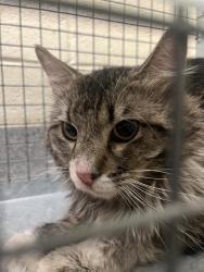 Shelter Stray Unknown Cat last seen Near BLOCK S 2200 W, WEST VALLEY CITY UT 84119, Salt Lake City, UT 84120