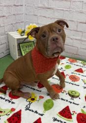 Shelter Stray Male Dog last seen Near BLOCK BEDFORD ST, DETROIT MI 48224, Detroit, MI 48211