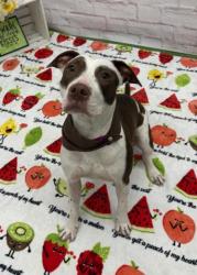 Shelter Stray Female Dog last seen Near BLOCK BEACONSFIELD ST, DETROIT MI 48224, Detroit, MI 48211