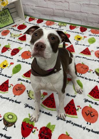 Shelter Stray Female Dog last seen Near BLOCK BEACONSFIELD ST, DETROIT MI 48224, Detroit, MI 48211