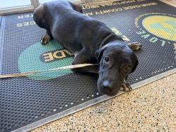 Shelter Stray Female Dog last seen Near BLOCK E GOLF DR, Doral, FL 33122