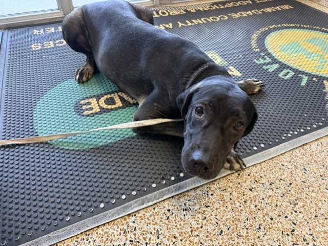Shelter Stray Female Dog last seen Near BLOCK E GOLF DR, Doral, FL 33122