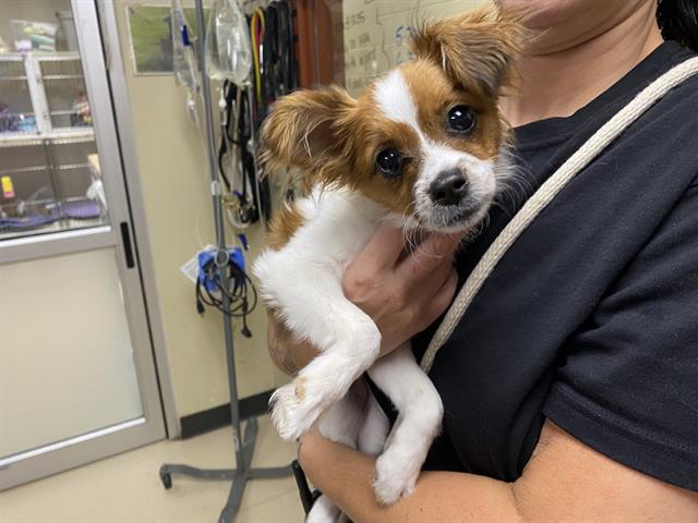 Shelter Stray Female Dog last seen N HAMPTON - 80TH?, Milwaukee, WI 53215