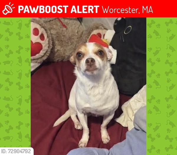 Lost Male Dog last seen Winfield St , Worcester, MA 01609