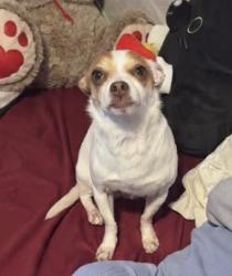 Lost Male Dog last seen Winfield St , Worcester, MA 01609