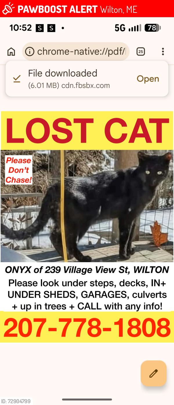 Lost Male Cat last seen Steve's Family Market Wilton ME, Wilton, ME 04294