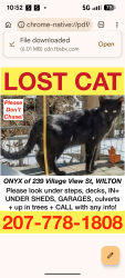 Lost Male Cat last seen Steve's Family Market Wilton ME, Wilton, ME 04294
