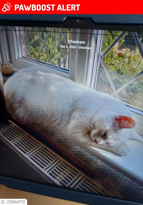 Lost Male Cat last seen Canon Mill , Buckinghamshire, England HP5 1QQ