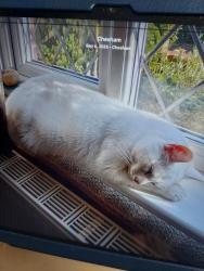 Lost Male Cat last seen Canon Mill , Buckinghamshire, England HP5 1QQ