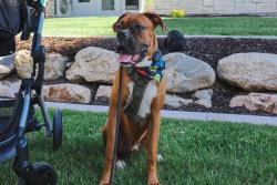 Lost Female Dog last seen Roy, winco , Roy, UT 84067