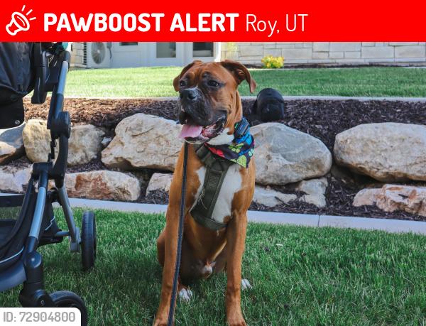 Lost Female Dog last seen Roy, winco , Roy, UT 84067
