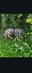 Reunited Female Dog last seen Amoco,kingmont WV, Pleasant Valley, WV 26554