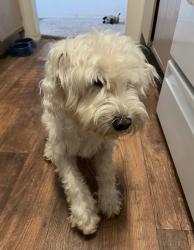Reunited Male Dog last seen Oriole dr, Lewisville, TX 75077, Lewisville, TX 75077