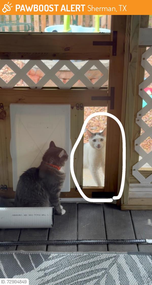 Found/Stray Unknown Cat last seen Country Ridge ests in Sherman TX, Sherman, TX 75092