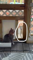 Found/Stray Unknown Cat last seen Country Ridge ests in Sherman TX, Sherman, TX 75092