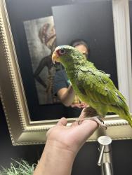 Lost Male Bird last seen Statler Dr & Pebblestone Dr Durham, NC  27703 United States, Durham, NC 27703