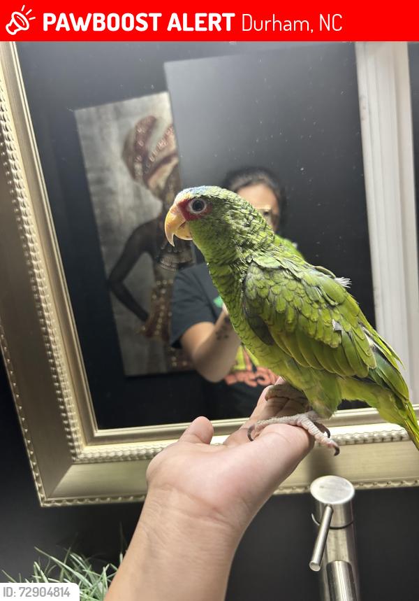 Lost Male Bird last seen Statler Dr & Pebblestone Dr Durham, NC  27703 United States, Durham, NC 27703