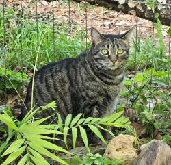Reunited Female Cat last seen Harriet Drive & North Monroe , Tallahassee, FL 32303