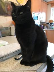 Reunited Male Cat last seen Gardens out the back of hses/ deptford park , Greater London, England SE8 5AH