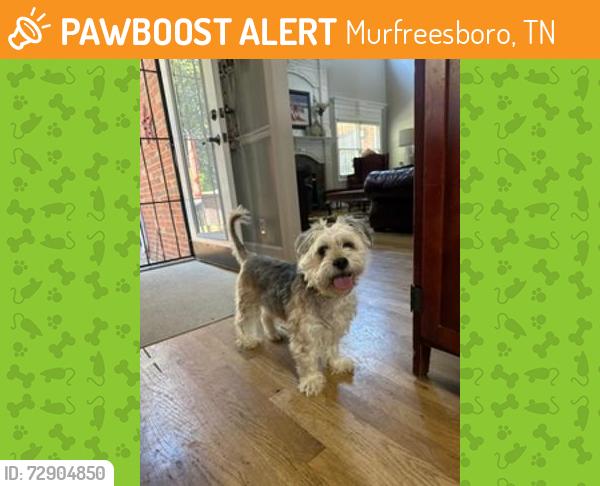Found/Stray Female Dog last seen Sewanee neighborhood of Murfreesboro TN, Murfreesboro, TN 37129
