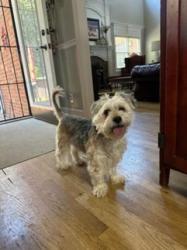 Found/Stray Female Dog last seen Sewanee neighborhood of Murfreesboro TN, Murfreesboro, TN 37129