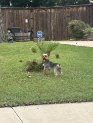 Reunited Male Dog last seen near seven hills dr, Grand Prairie, TX 75052