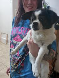 Reunited Female Dog last seen 12th St and Peoria, Phoenix, AZ 85020