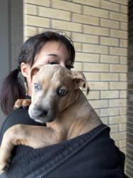 Lost Female Dog last seen i235 between britton and hefner rd , Nichols Hills, OK 73120